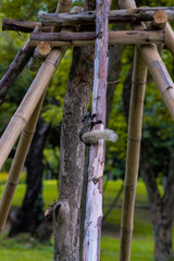 A squirrel in Queen Sirikit Park Bangkok Thailand.