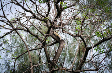 A squirrel in Queen Sirikit Park Bangkok Thailand.