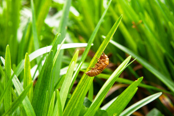 Cicada shells discovered on grass blades in Princeton during the summer of June 2021