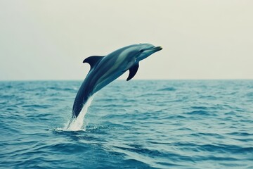 Fototapeta premium Dolphin leaps gracefully in the tranquil waters of Sri Lanka during slow motion, Dolphin flip and jump in Sri Lanka sea Slow Motion nature background