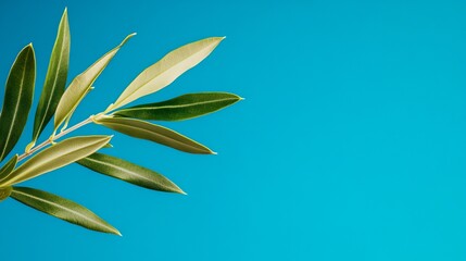 Fototapeta premium Olive branch with green leaves is diagonally placed on a vibrant turquoise blue background, creating a simple aesthetic.