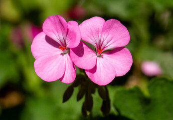 Pink Geraniums in the garden