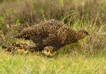 Red Grouse hen, Scientific name: Lagopus Lagopus. A Red Grouse hen with her brood of chicks on managed grouse moorland in Yorkshire.  Taken at distance with long lens from car window