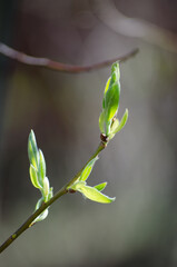 The first leaves