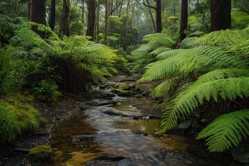 Fototapeta premium Exploring lush ferns and a serene water stream in Otway rainforest, Ferns and water stream in jungle forest of Otway national park, Australia
