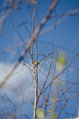 Willow Warbler