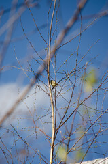 Willow Warbler