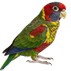 Obraz premium Colorful parrot showcasing vibrant feathers with red head and green body in detailed closeup, isolated on transparent background