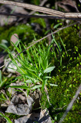 Grass
