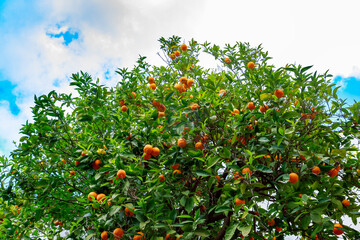Üppiger Orangenbaum voller Früchte unter blauem Himmel mit weißen Wolken