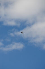 A bird in the sky