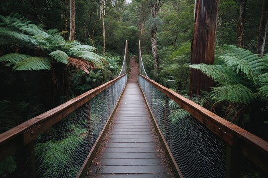 Discover the tranquility of a suspended bridge in the lush Tasmanian jungle forest during a peaceful exploration, Bridge in jungle forest of Australia Tasmania Travel in wild nature landscape - Powered by Adobe