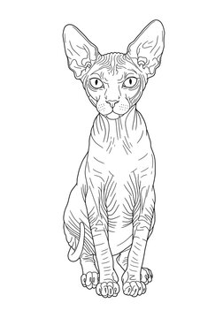 Elegant Sphynx: Line Art Majesty AI Generated