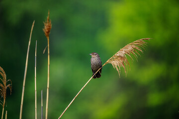 Red winged Blackbird in the Marshland