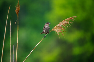 Red winged Blackbird in the Marshland