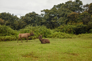 Sambar Deers in the Horton Plains National Park, Sri Lanka.