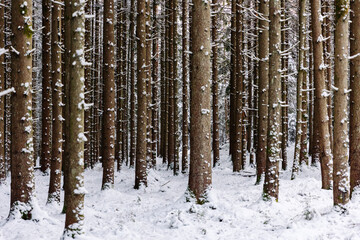 Winter Forest A Picturesque Landscape with Beautiful SnowCovered Trees in Tranquil Setting