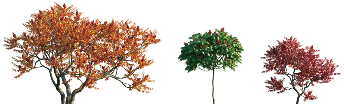 Set of summer and autumn Rhus typhina (the staghorn sumac) frontal isolated png on a transparent background perfectly cutout	