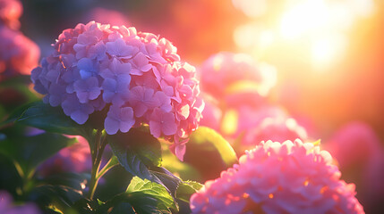 A close-up of hydrangeas in full bloom, with their vibrant colors glowing under the midday sun