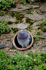 Feral pigeon, columba livia, nesting inside water drainage tube, Brixham, Devon