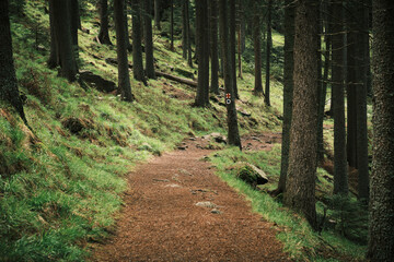 Fototapeta premium Serene forest path winding through lush greenery and towering trees. Perfect for nature, travel, and hiking themes. Peaceful and inviting atmosphere.