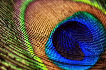 Peacock feather close up. Macro of beautiful peacock feather