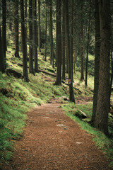 Serene forest path winding through lush greenery and tall trees.  A tranquil nature scene perfect for travel, adventure, or environmental themes. Ideal for backgrounds, websites, or publications.