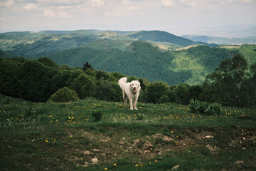 Naklejka premium Happy white dog standing in a lush green mountain meadow. Breathtaking landscape background. Perfect for travel, nature, and pet-related projects.