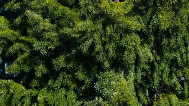 Firtree close-up texture or background