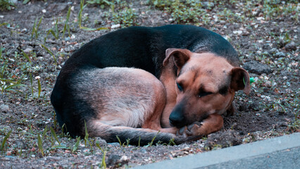 A stray homeless dog with a chip in its ear. Sad mongrel dog lying on the ground and sleeping