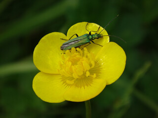 Thick-legged flower beetle (Oedemera nobilis), also known as swollen-thighed beetle, female on a buttercup flower