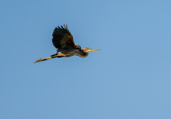Purple heron bird with full wingspan flying in the air above the Nile River near Aswan Egype