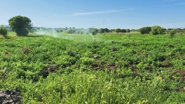 In slow motion, multiple sprinklers water a dense green crop field in a rural farmland area, representing sustainable agriculture and irrigation technology
