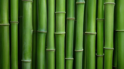 Fototapeta premium Vibrant Green Bamboo Forest: A Serene Nature Escape