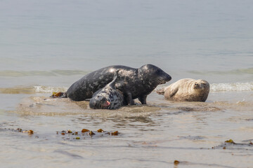 Fototapeta premium Phoca vitulina - Harbor Seal - on the beach and in the sea on the island of Dune in Germany. Wild foto