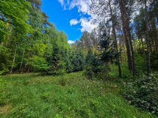 Emerald Bloom of Spring Forest Nature s Reawakening