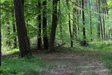 Emerald Bloom of Spring Forest Nature s Reawakening