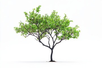 Green tree isolated on white background