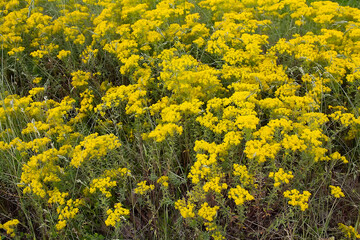 Yellow flowers Alyssum caliacrae in the field