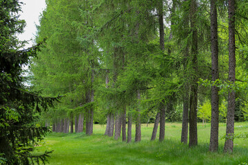 Emerald Bloom of Spring Forest Nature s Reawakening