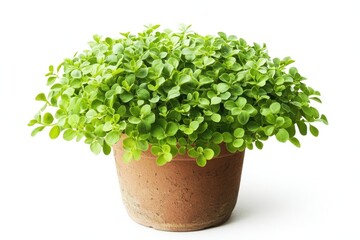 Fototapeta premium Fresh green plant in pot isolated on white background