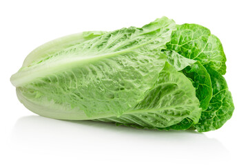 Fresh green romaine Lettuce isolated on white background