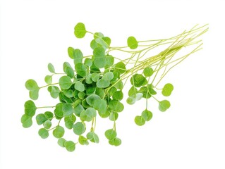 Obraz premium Fresh microgreens arugula sprouts for healthy eating and culinary applications