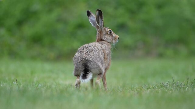 European Brown hare aka Lepus europaeus is running.