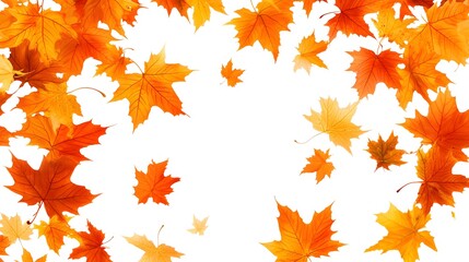 Falling Autumn Maple Leaves White Background