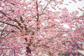 Blooming cherry blossom tree in Tallinn, Estonia on a cloudy spring day. Vibrant pink sakura flowers in full spring bloom create a dreamy and romantic atmosphere