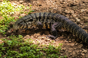 Black and white tegu (Salvator merianae) in its natural habitat in Brazil. A large, omnivorous reptile native to South America.