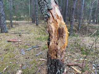 A lonely old tree without bark stands in the woods