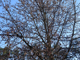 View from below of a flowering tree under a blue and clear sky