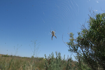 Araneus in the net